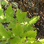 Aster ageratoides - Japanische Zwerg-Aster
