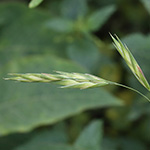 Bromus catharticus - Anden-Trespe