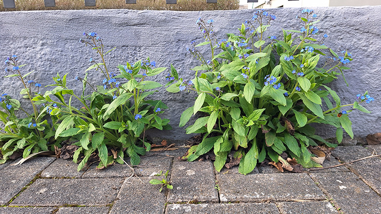 Brunnera orientalis