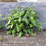 Brunnera orientalis