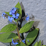 Brunnera orientalis