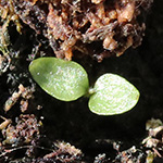 Campanula trachelium - Nesselblättrige Glockenblume