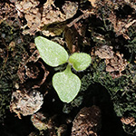 Campanula trachelium - Nesselblättrige Glockenblume