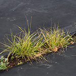 Carex crawfordii - Crawfords Segge