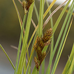 Carex crawfordii - Crawfords Segge
