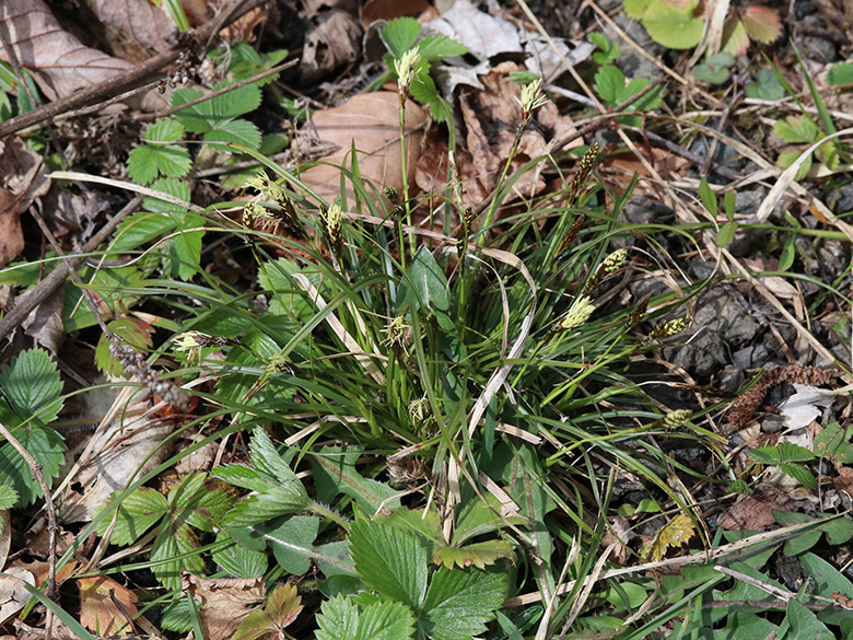 Carex digitata