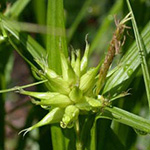 Carex grayi - Morgenstern-Segge