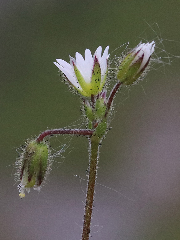 Cerastium glutinosum
