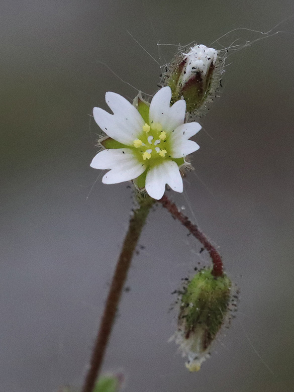 Cerastium glutinosum