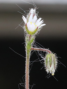 Cerastium glutinosum