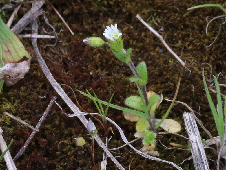 Cerastium glutinosum
