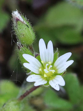 Cerastium glutinosum