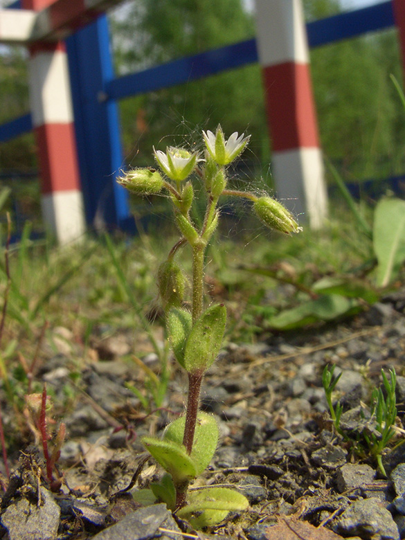 Cerastium glutinosum