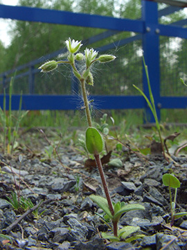 Cerastium glutinosum