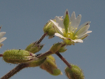 Cerastium glutinosum