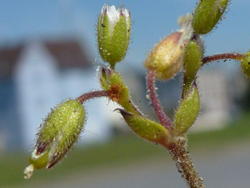 Cerastium glutinosum