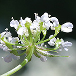 Chaerophyllum aureum - Gold-Kälberkropf