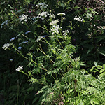 Chaerophyllum aureum - Gold-Kälberkropf