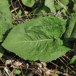 Cicerbita macrophylla subsp. uralensis - Ural-Milchlattich
