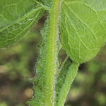 Cicerbita macrophylla subsp. uralensis - Ural-Milchlattich