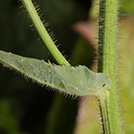 Cicerbita macrophylla subsp. uralensis - Ural-Milchlattich