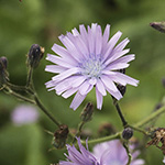 Cicerbita macrophylla subsp. uralensis - Ural-Milchlattich
