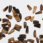 Cichorium intybus - Gewöhnliche Wegwarte