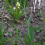 Conringia orientalis - Ackerkohl