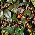 Cotoneaster dammeri - Teppich-Zwergmispel