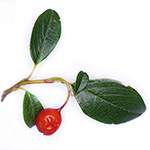 Cotoneaster dammeri - Teppich-Zwergmispel