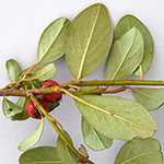 Cotoneaster dammeri - Teppich-Zwergmispel