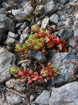 Crassula tillaea