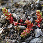 Crassula tillaea - Moos-Dickblatt