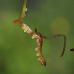 Cuscuta epithymum - Quendel-Seide