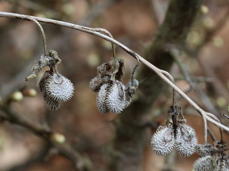 Cynoglossum officinale