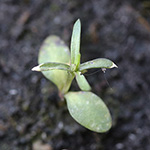 Dianthus carthusianorum - Karthäuser-Nelke