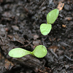Dianthus carthusianorum - Karthäuser-Nelke