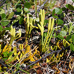 Diphasiastrum alpinum - Alpen-Flachbärlapp