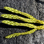 Diphasiastrum alpinum - Alpen-Flachbärlapp