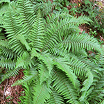 Dryopteris cambrensis subsp. insubrica - Insubrischer Wurmfarn
