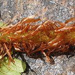 Dryopteris cambrensis subsp. insubrica - Insubrischer Wurmfarn
