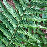 Dryopteris convoluta nothosubsp. convoluta
