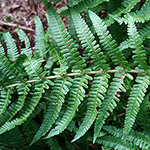 Dryopteris convoluta nothosubsp. convoluta