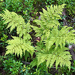 Dryopteris expansa - Feingliedriger Dornfarn