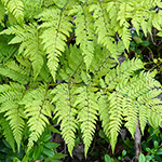 Dryopteris expansa - Feingliedriger Dornfarn