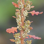 Dysphania pumilio - Australischer Gänsefuß