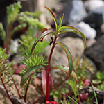 Epilobium brachycarpum - Kurzfrüchtiges Weidenröschen