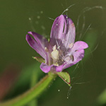 Epilobium ciliatum - Drüsiges Weidenröschen
