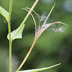 Epilobium ciliatum - Drüsiges Weidenröschen