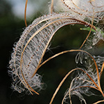 Epilobium ciliatum - Drüsiges Weidenröschen